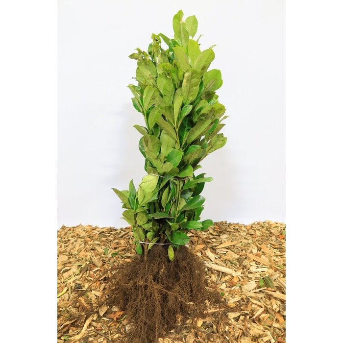 Laurierhaag - Prunus laurocerasus Genolia (kale wortel)