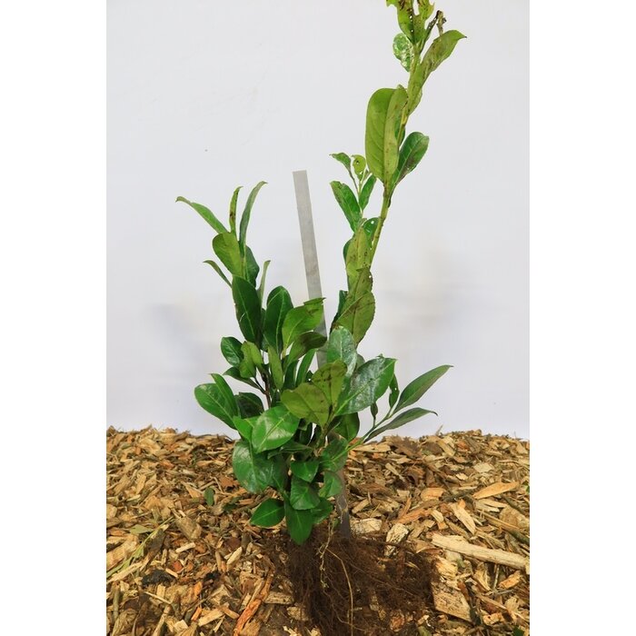 Laurierhaag - Prunus laurocerasus Genolia (kale wortel)