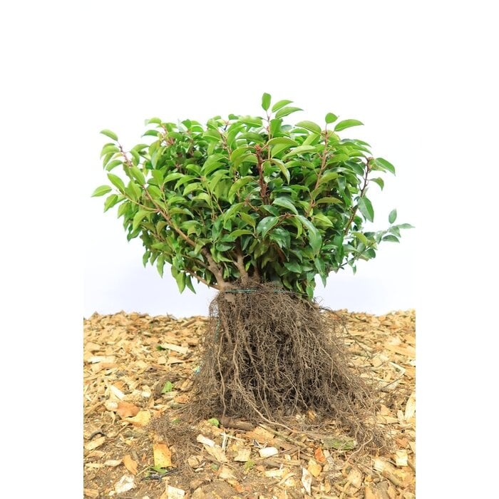 Prunus lusitanica 'Angustifolia' - Portugese laurier haag (Kale wortel) PRE-ORDER
