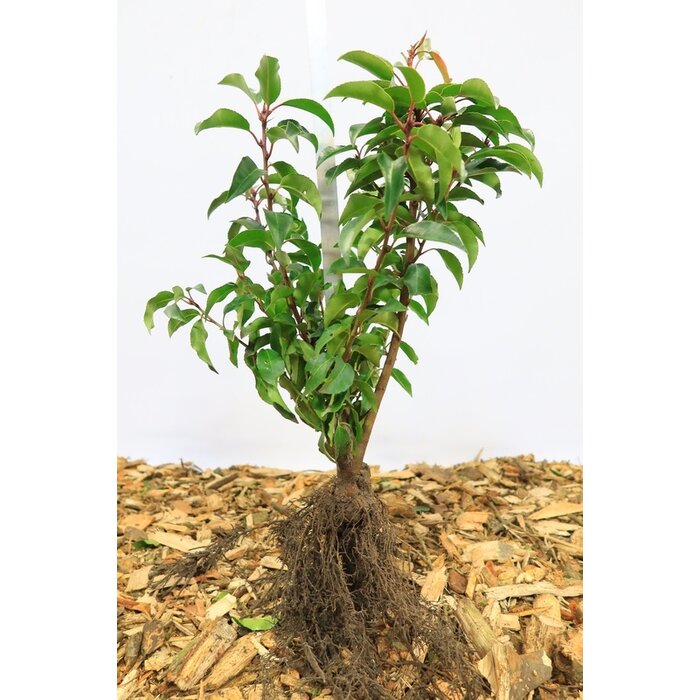 Prunus lusitanica 'Angustifolia' - Portugese laurier haag (Kale wortel) PRE-ORDER