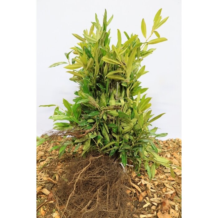 Prunus laurocerasus 'Mano'- Laurierhaag (Kale wortel) PRE-ORDER