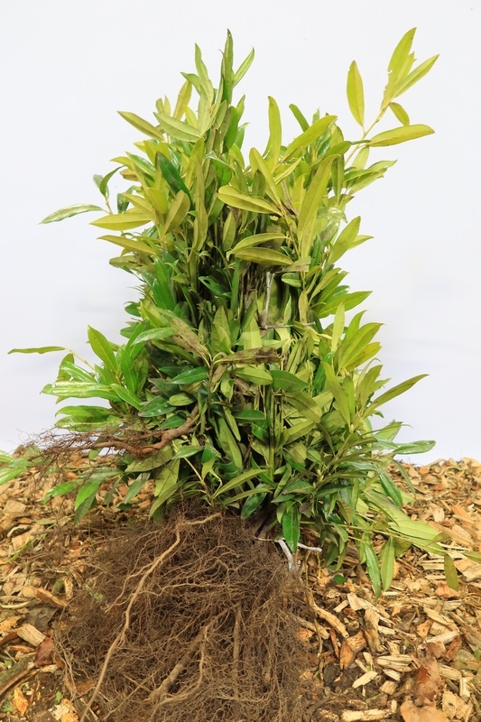 Prunus laurocerasus 'Mano'- Laurierhaag (Kale wortel) PRE-ORDER