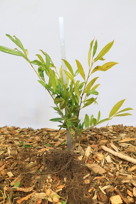 Prunus laurocerasus 'Mano'- Laurierhaag (Kale wortel) PRE-ORDER