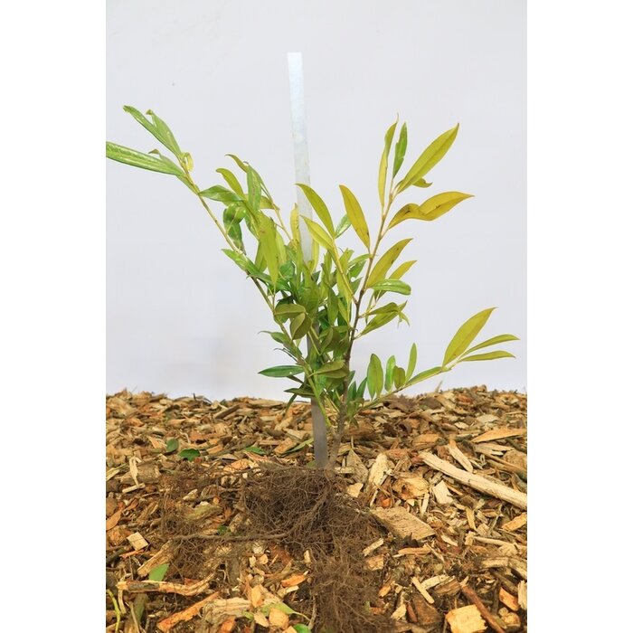 Prunus laurocerasus 'Caucasica' - Laurierhaag (Kale wortel)