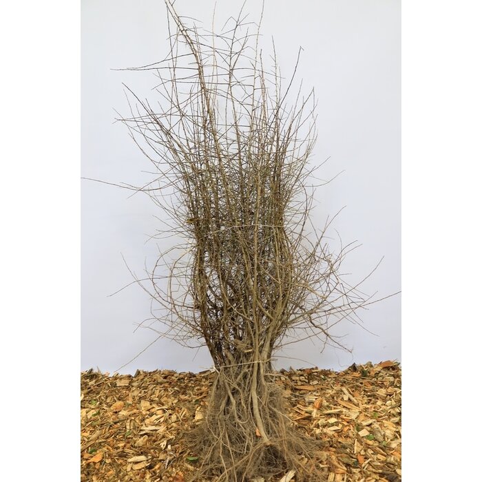 Prunus spinosa - Sleedoorn (Kale wortel) PRE-ORDER