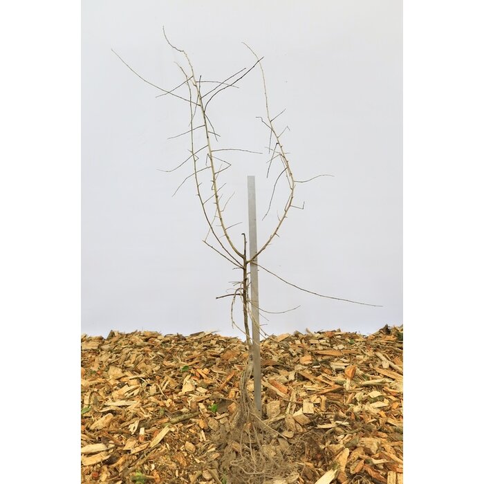 Prunus spinosa - Sleedoorn (Kale wortel)