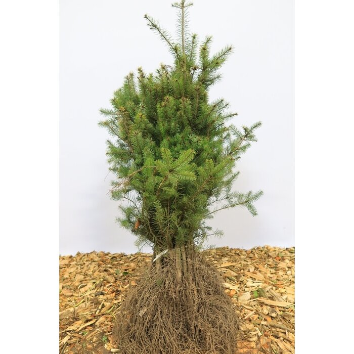 Pseudotsuga menziesii - Douglasspar (Kale wortel) PRE-ORDER