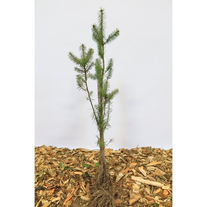 Pseudotsuga menziesii - Douglasspar (Kale wortel) PRE-ORDER