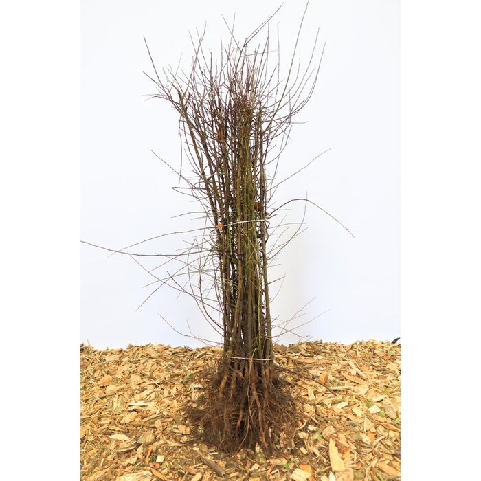 Pyrus communis - Wilde peer (Kale wortel) PRE-ORDER