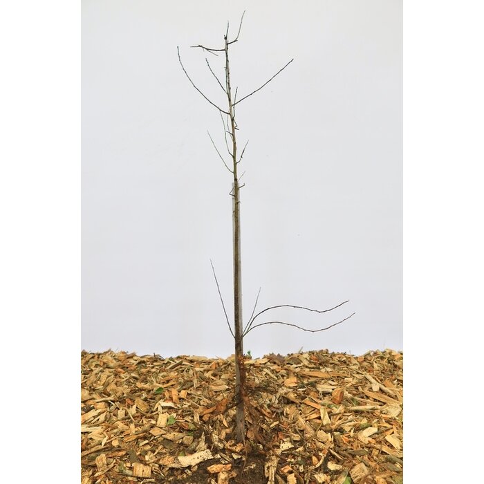 Pyrus communis - Wilde peer (Kale wortel) PRE-ORDER