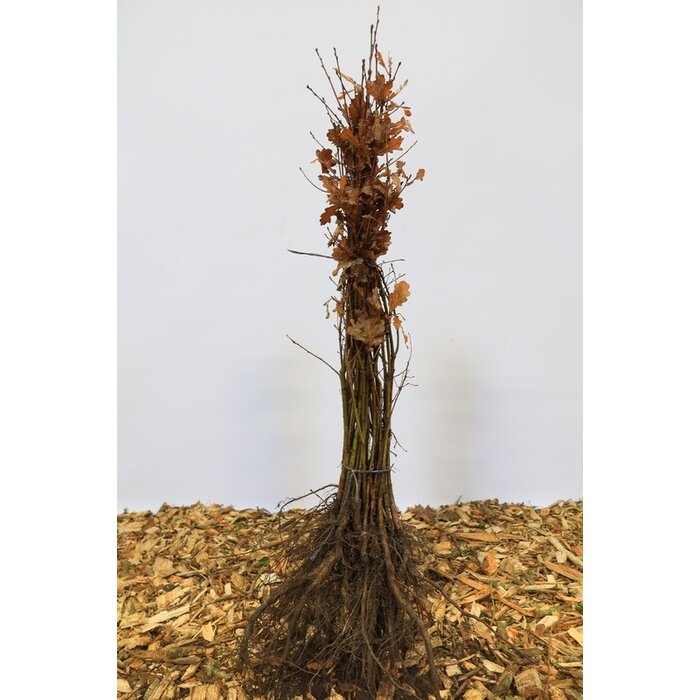 Zomereik - Quercus rubra (kale wortel) PRE-ORDER