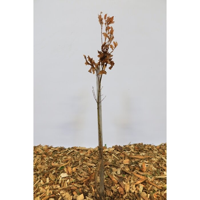 Zomereik - Quercus rubra (kale wortel) PRE-ORDER