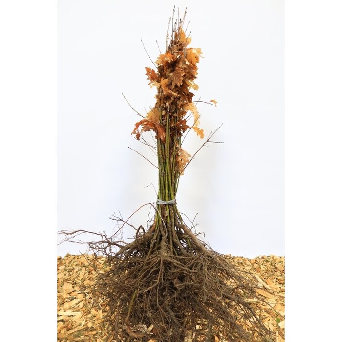 Zomereik - Quercus rubra (kale wortel) PRE-ORDER
