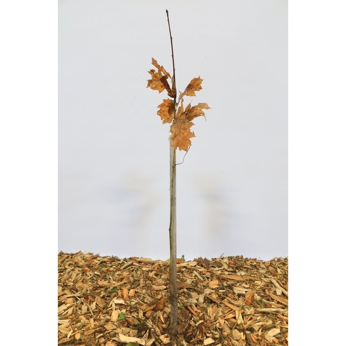 Zomereik - Quercus rubra (kale wortel)