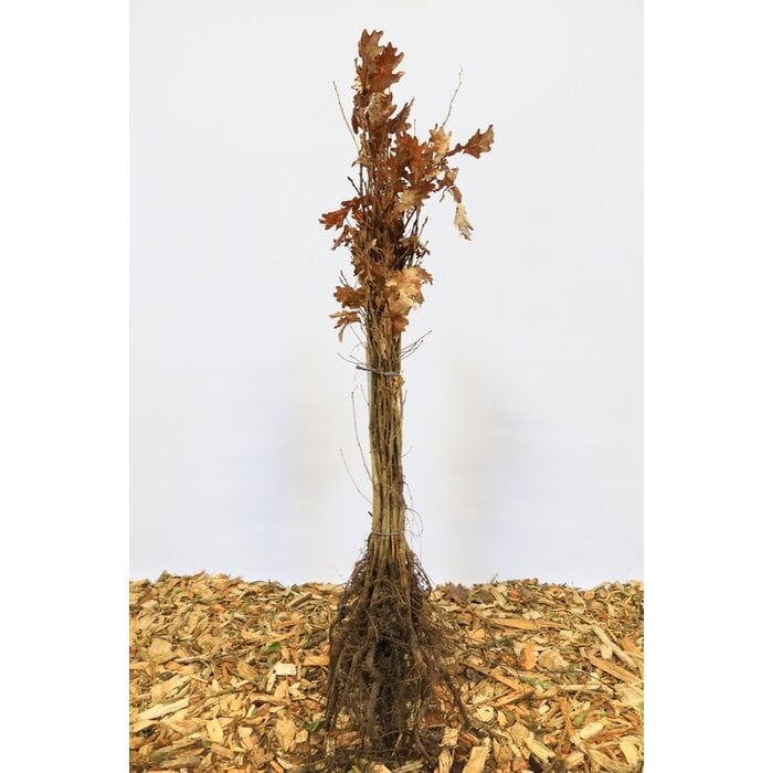 Quercus robur - Zomereik (Kale wortel)