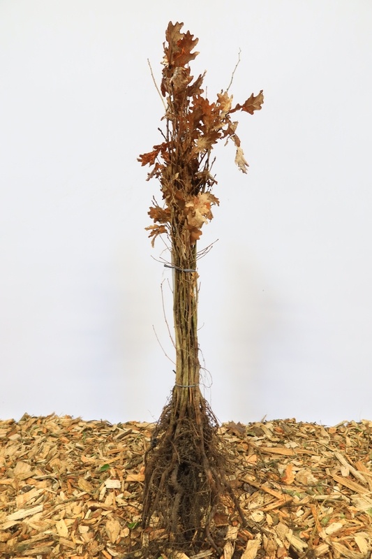 Quercus robur - Zomereik (Kale wortel)