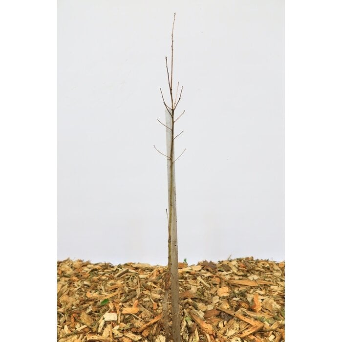 Quercus robur - Zomereik (Kale wortel)