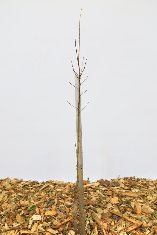 Quercus robur - Zomereik (Kale wortel)