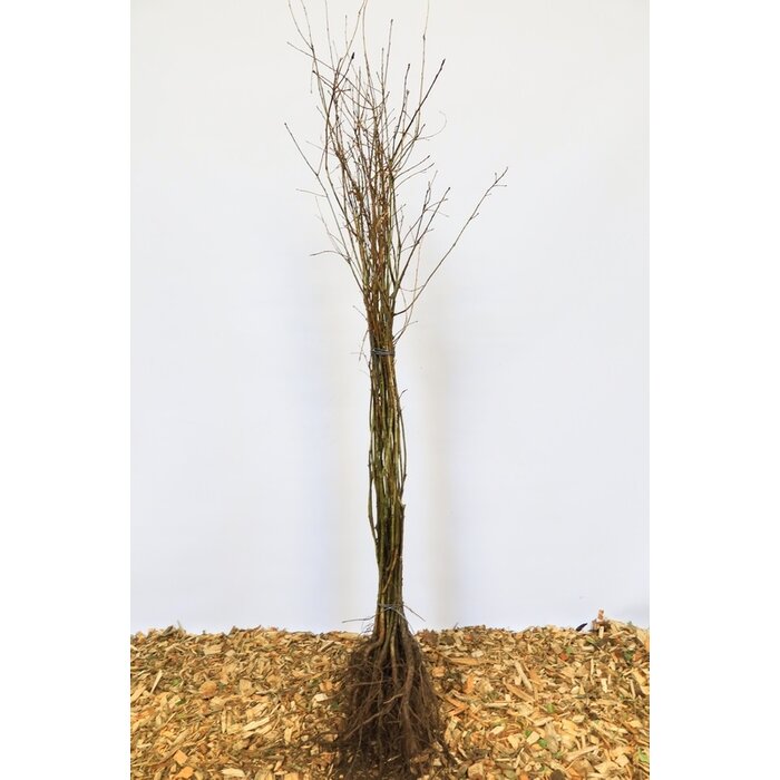 Quercus robur - Zomereik (Kale wortel) PRE-ORDER