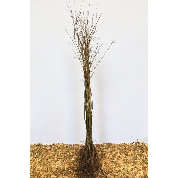 Quercus robur - Zomereik (Kale wortel)