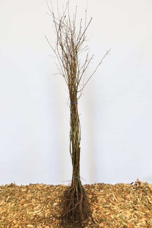 Quercus robur - Zomereik (Kale wortel)