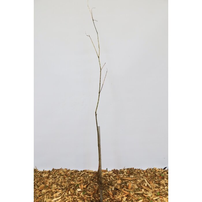 Quercus robur - Zomereik (Kale wortel)