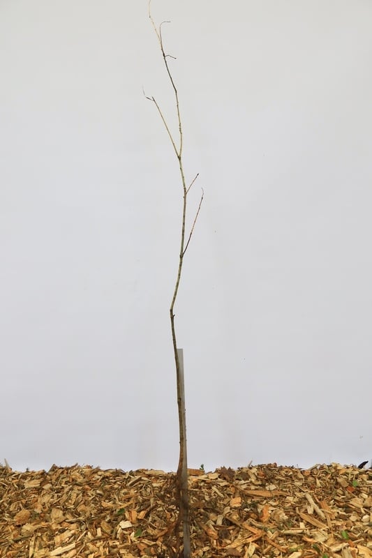 Quercus robur - Zomereik (Kale wortel)