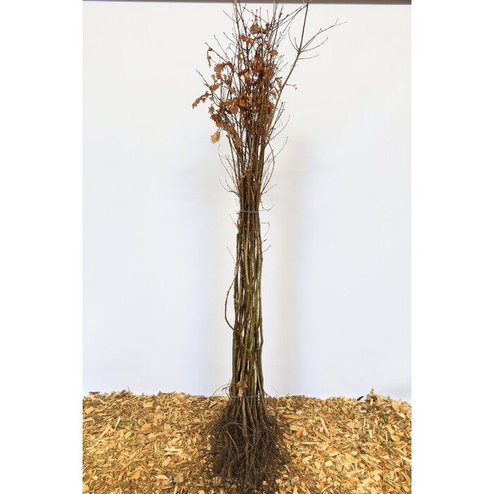 Quercus robur - Zomereik (Kale wortel)