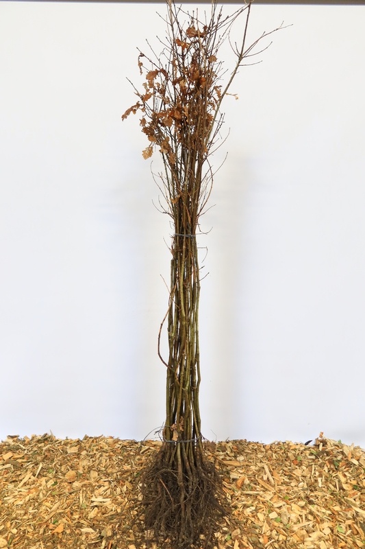 Quercus robur - Zomereik (Kale wortel)