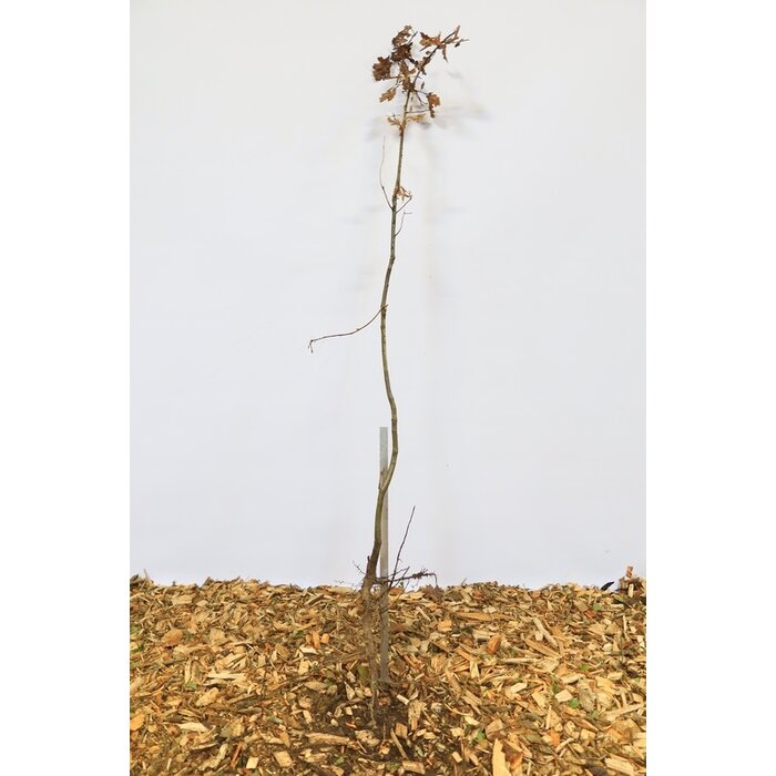 Quercus robur - Zomereik (Kale wortel)