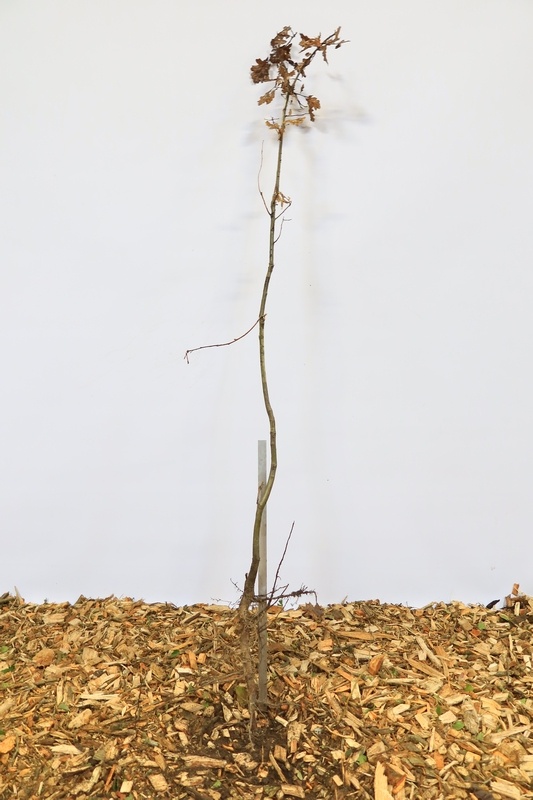 Quercus robur - Zomereik (Kale wortel)