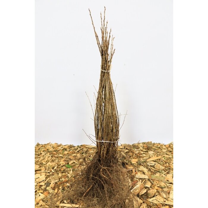 Ribes alpinum - Alpenbes (Kale wortel)