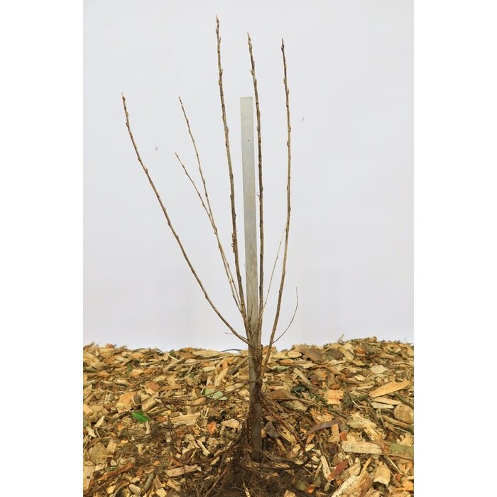 Ribes alpinum - Alpenbes (Kale wortel)