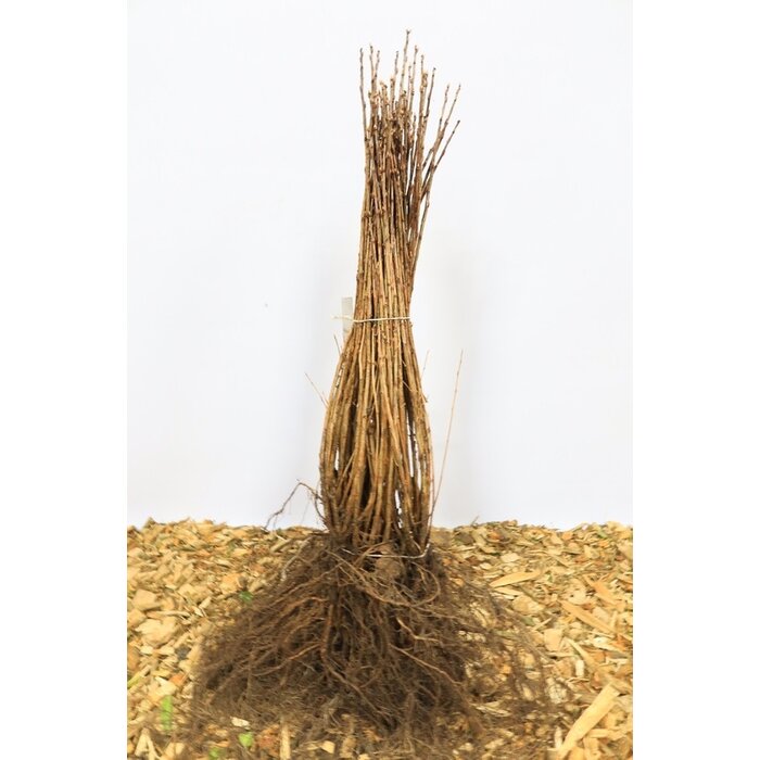 Ribes alpinum 'Schmidt' - Alpenbes (Kale wortel)