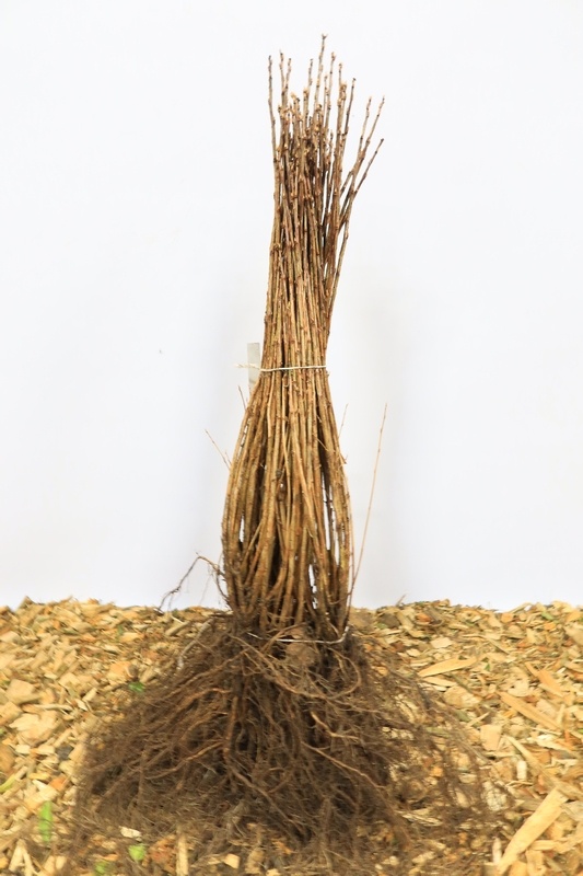 Ribes alpinum 'Schmidt' - Alpenbes (Kale wortel)