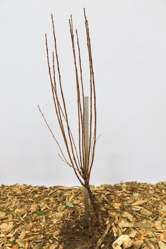 Ribes alpinum 'Schmidt' - Alpenbes (Kale wortel)