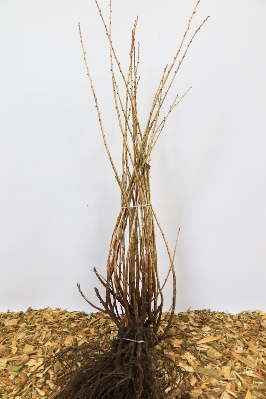 Zwarte bes - Ribes nigrum (Kale wortel)