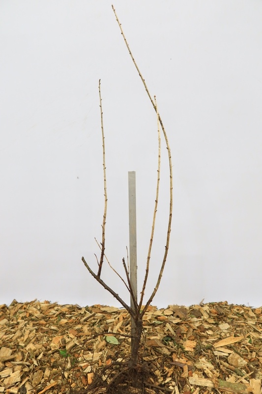 Zwarte bes - Ribes nigrum (Kale wortel)