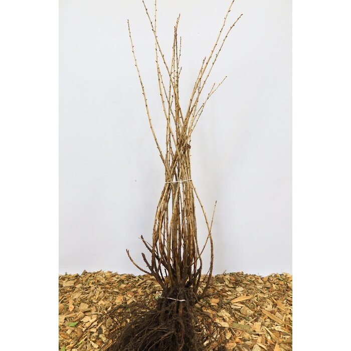 Ribes uva-crispa 'Tatjana' - Kruisbes (Kale wortel)