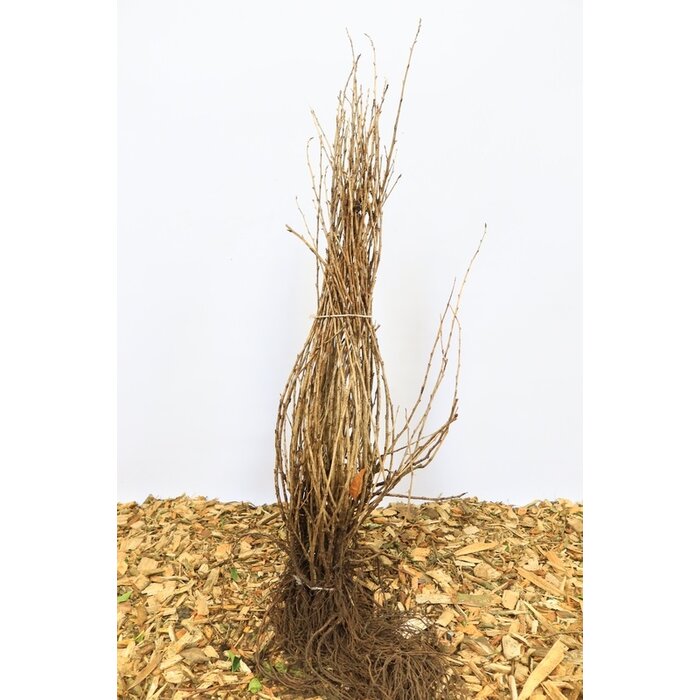 Ribes uva-crispa 'Hinn. Rd' - Kruisbes (Kale wortel)