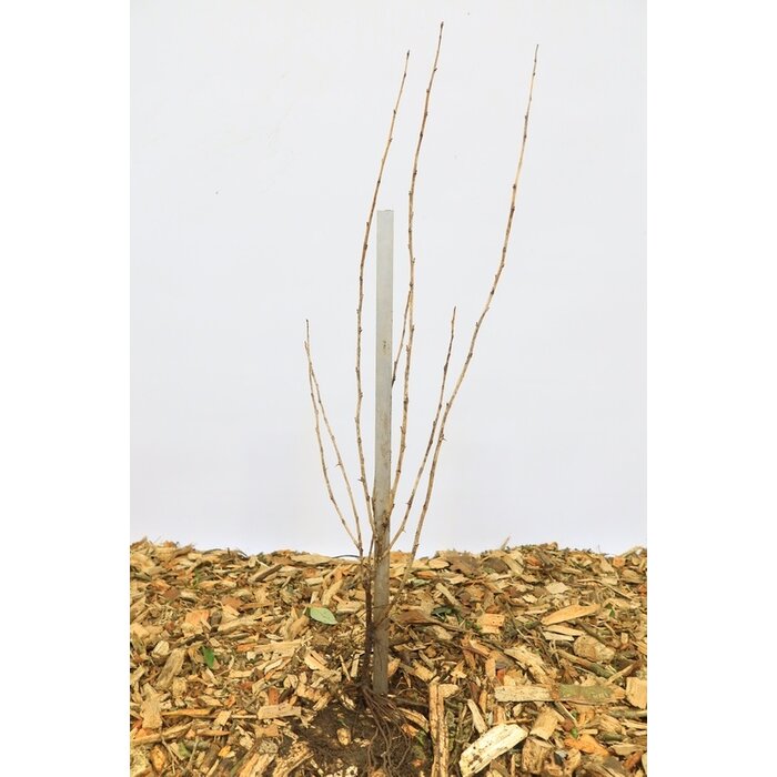 Ribes uva-crispa 'Hinn. Gl' - Kruisbes (Kale wortel)