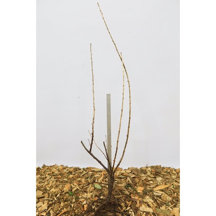 Ribes nigrum 'Titania' - Zwarte bes (Kale wortel)