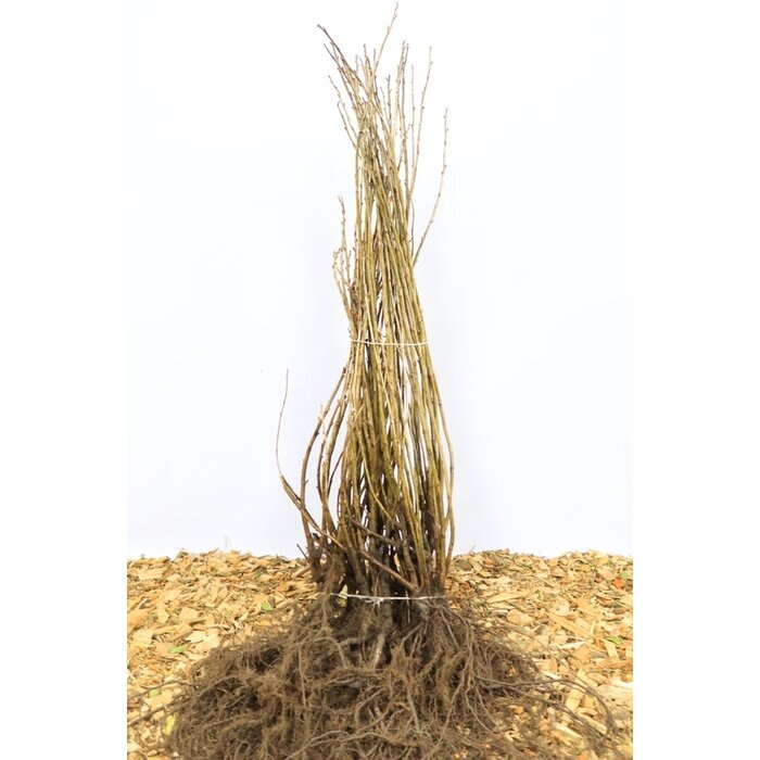 Ribes nigrum 'Big Ben' - Zwarte bes (Kale wortel)