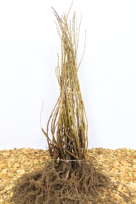 Ribes nigrum 'Ben Nevis' - Zwarte bes (Kale wortel)