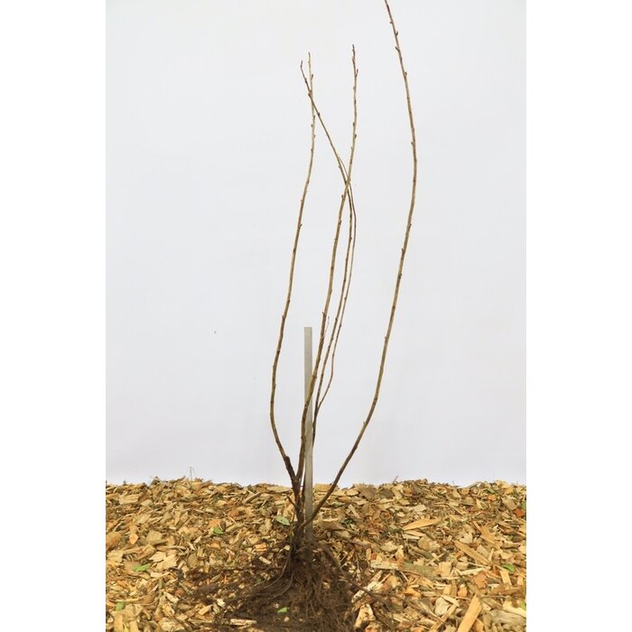 Ribes nigrum 'Ben Nevis' - Zwarte bes (Kale wortel)