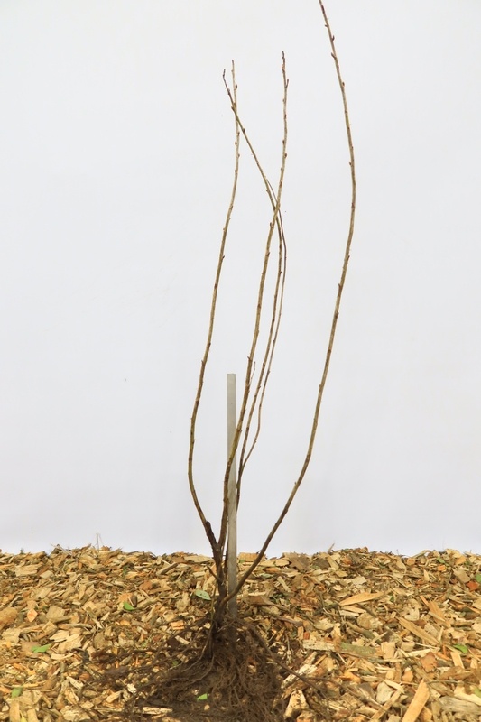 Ribes nigrum 'Ben Nevis' - Zwarte bes (Kale wortel)