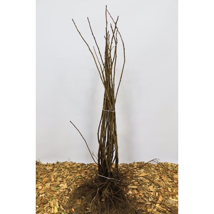 Ribes rubrum 'Zitavia' - Witte bes (Kale wortel)