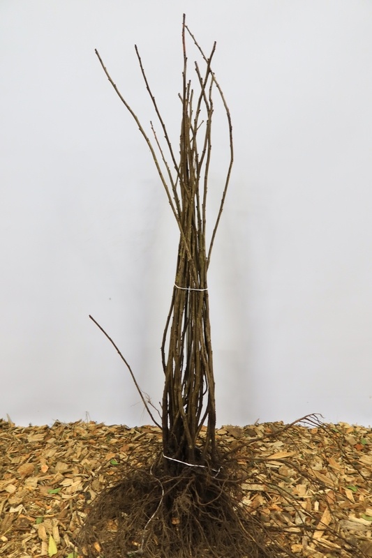 Ribes rubrum 'Zitavia' - Witte bes (Kale wortel)