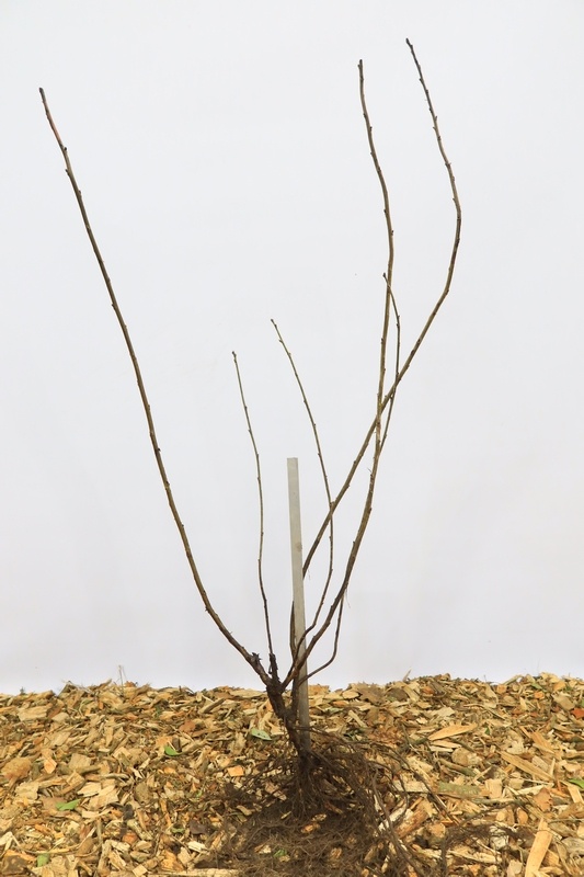 Ribes rubrum 'Zitavia' - Witte bes (Kale wortel)