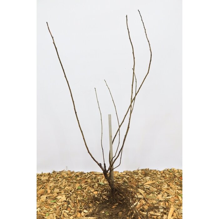 Ribes rubrum 'Witte Versailler' - Witte bes (Kale wortel)